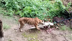 Crocodile-eater Chitwan tiger netted, sent to Banke National Park